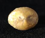 Torquirhynchia royeriana (ORBIGNY 1850) - Bild © FossNet FossilienStore
